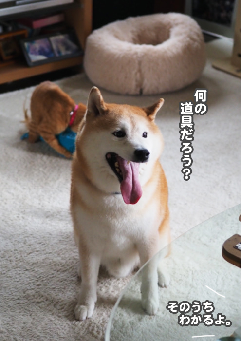 12日夕ブログ４