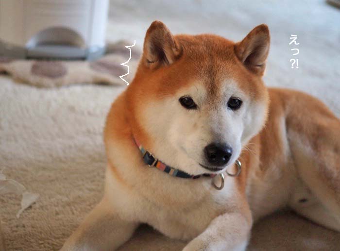26日ブログ２