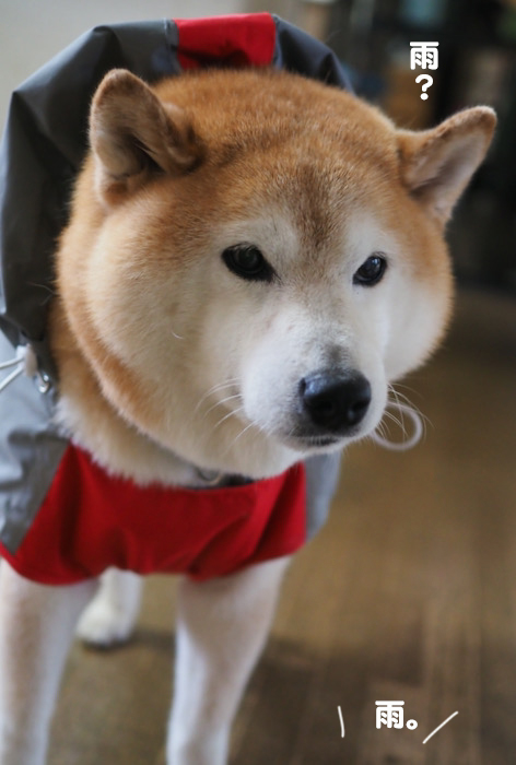 16日夕ブログ２