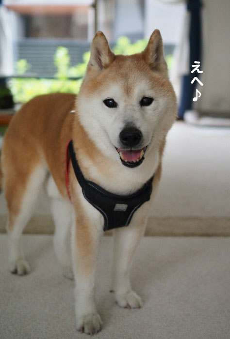 18日夕ブログ２