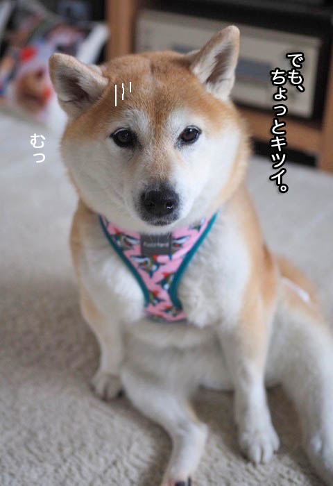 13日午後ブログ８