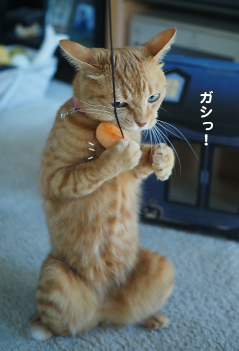 30日ブログ４