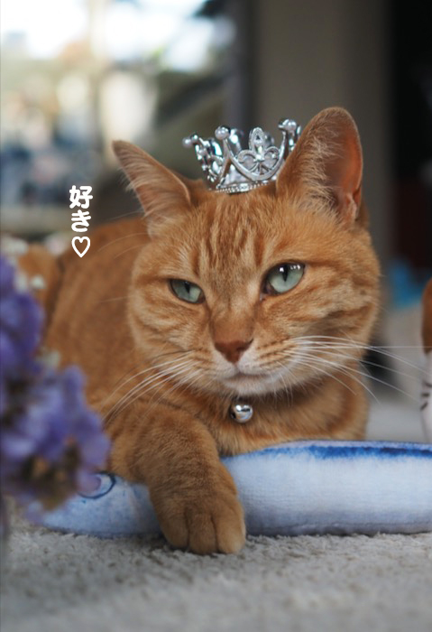 7日夕ブログ８
