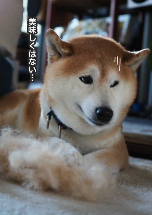4日夕ブログ９
