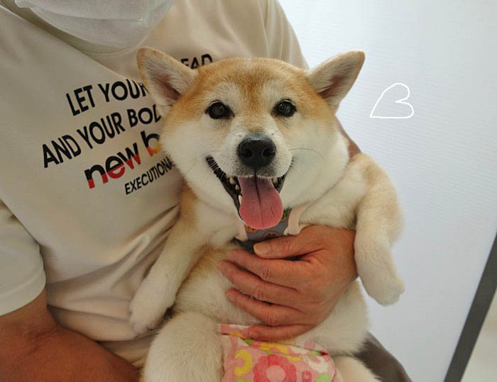 あん 動物病院へ行く 湘南凸凹柴wan日記 Powered By ライブドアブログ あん 動物病院へ行く 湘南凸凹柴wan日記 Powered By ライブドアブログ