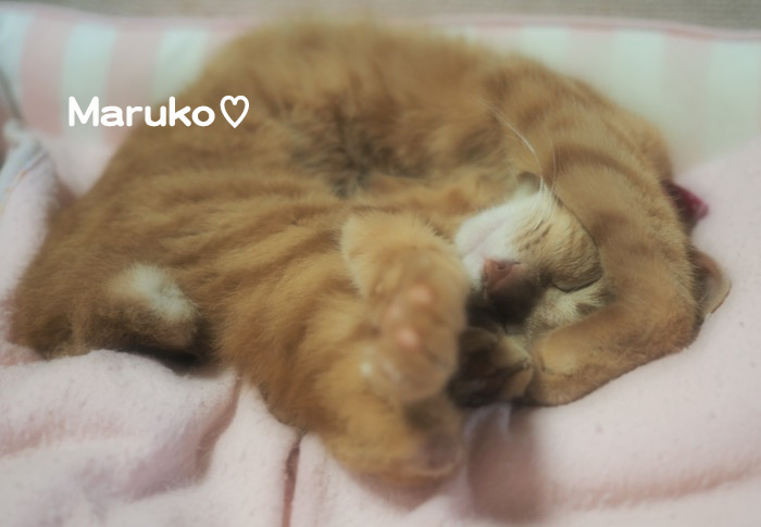 8日ブログ２