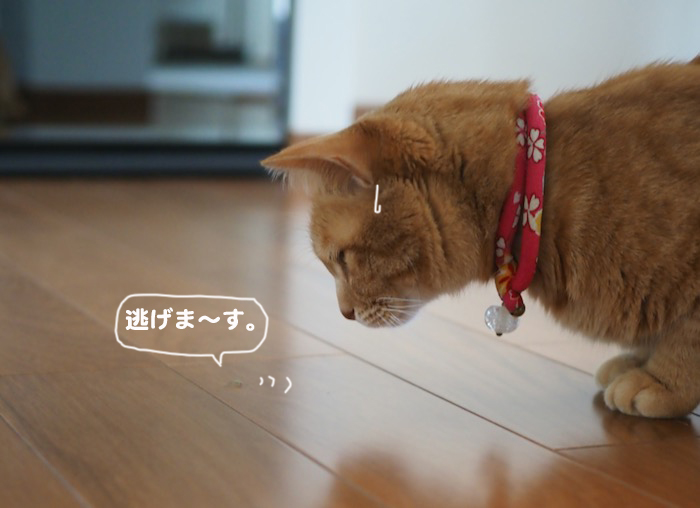 20日夕ブログ８