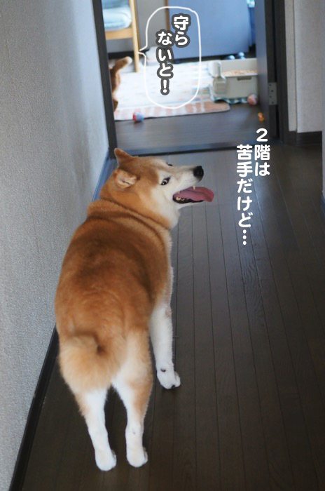 17日夕ブログ6