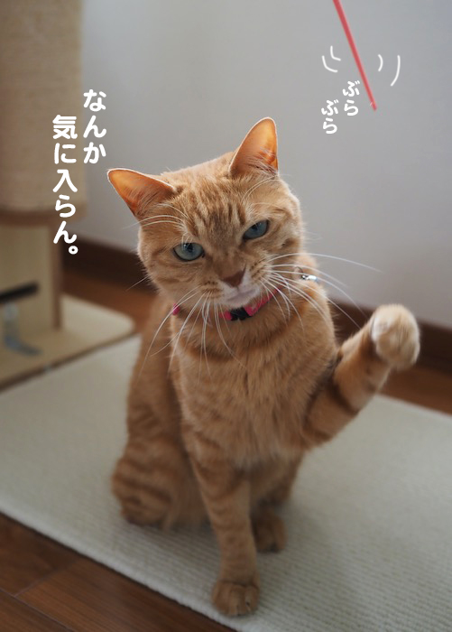 4日夕ブログ１１