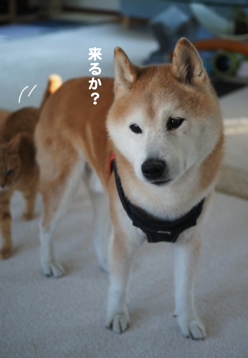 12日夕ブログ２