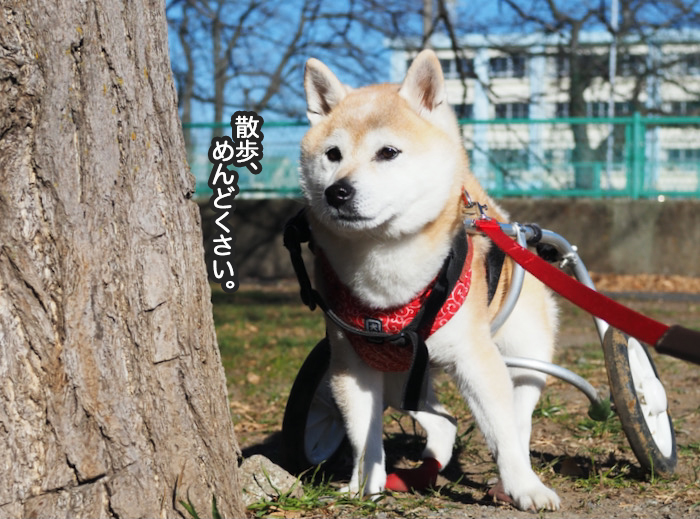 あざとい女 犬ですが 湘南凸凹柴wan日記 Powered By ライブドアブログ あざとい女 犬ですが 湘南凸凹柴wan日記 Powered By ライブドアブログ