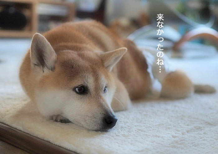 20日午後ブログ５