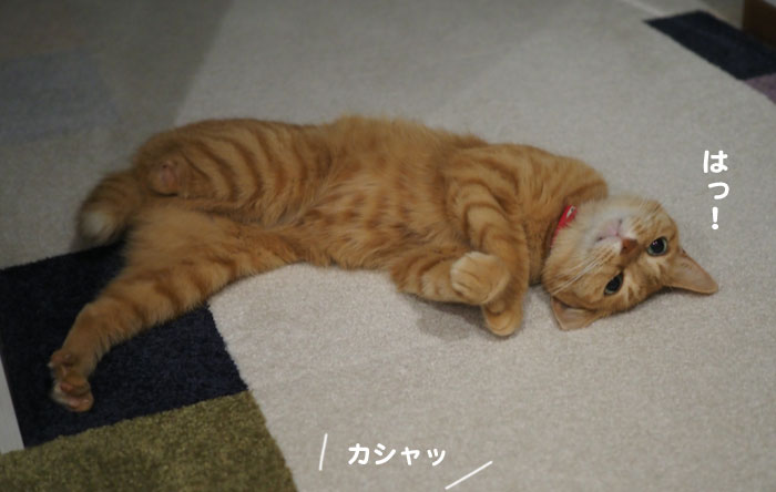 12日夕ブログ７