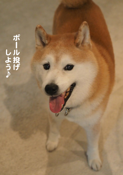 12日夕用２