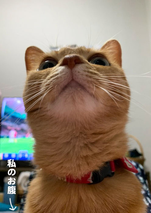 13日夕ブログ８