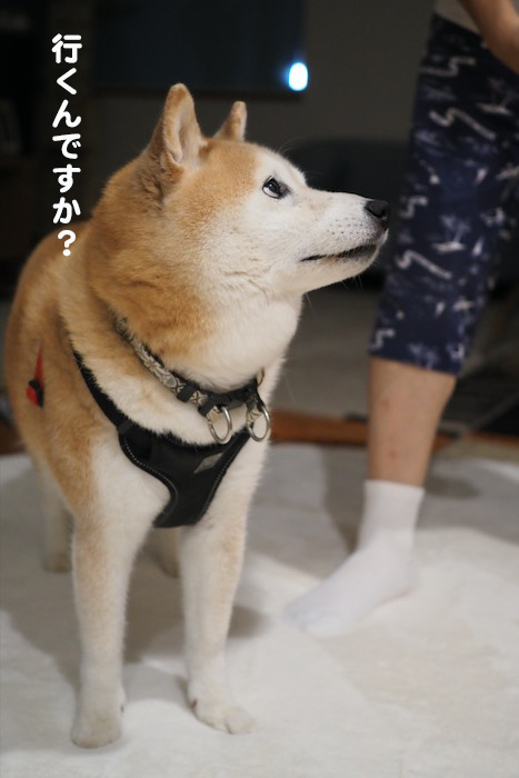 27日夕ブログ５