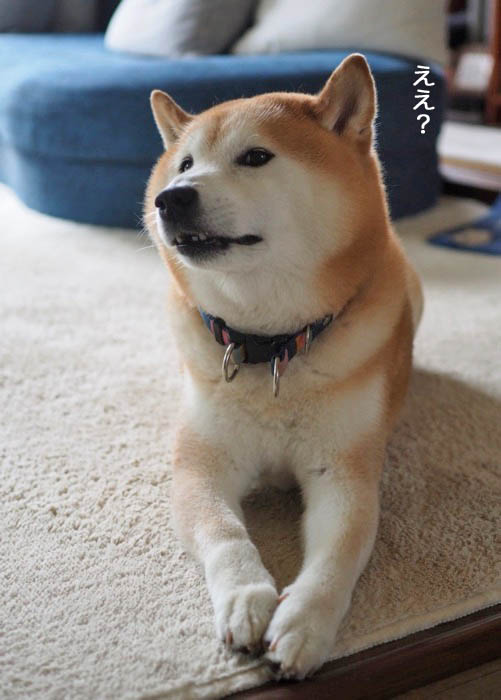 21日夕ブログ３