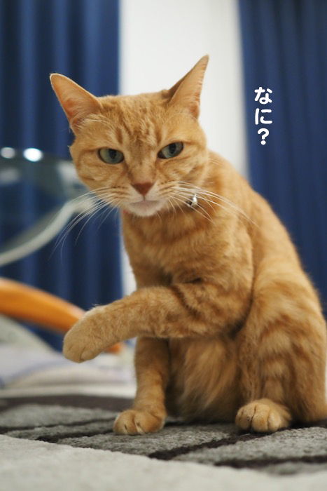 18日の夕ブログ4