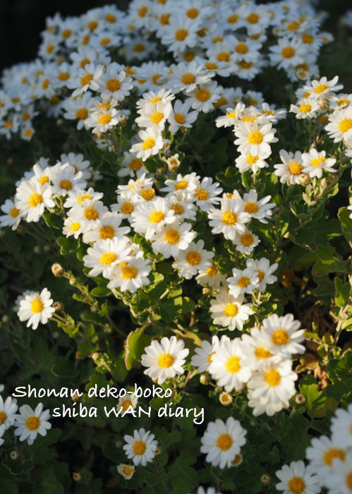 18日の夕ブログ1