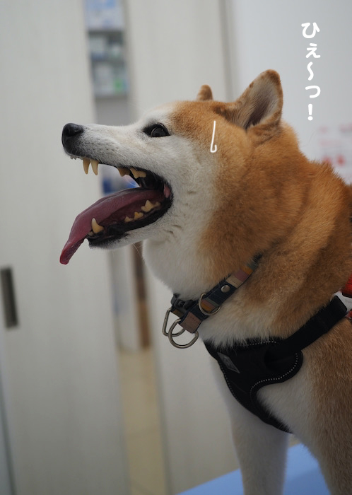 1日夕ブログ８