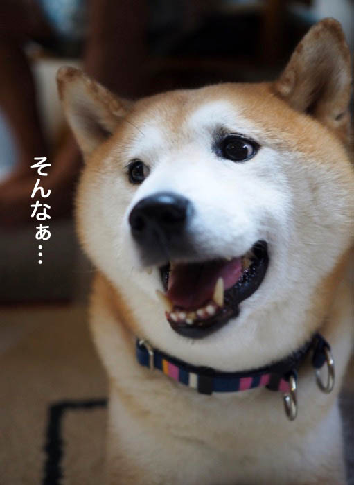 17日夜ブログ８