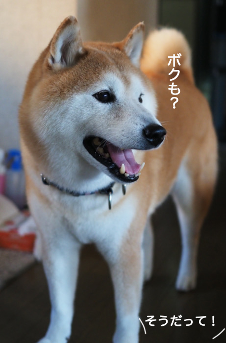 26日夜ブログ3