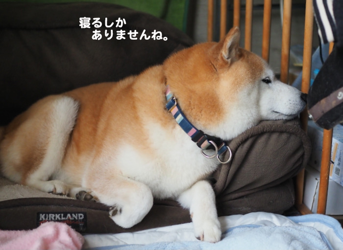 21日夕ブログ３