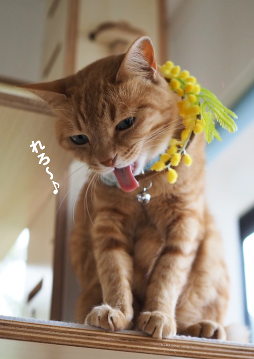 28日夕ブログ9