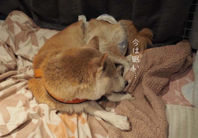 早番 遅番 湘南凸凹柴wan日記 Powered By ライブドアブログ