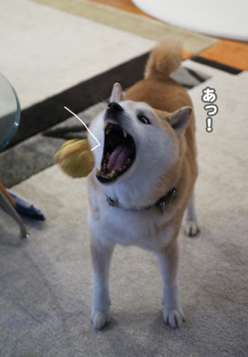 5日夕ブログ３