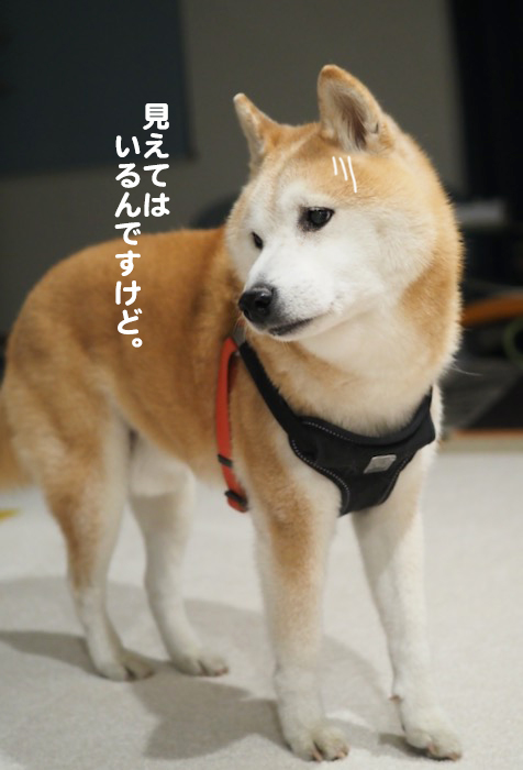 27日夕ブログ５