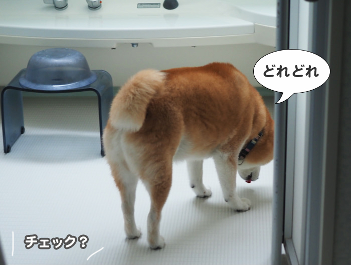 9日夕ブログ４