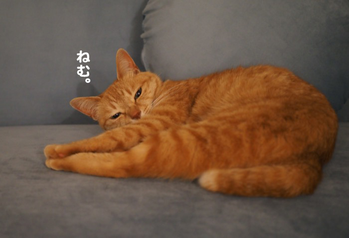 6日夕ブログ2