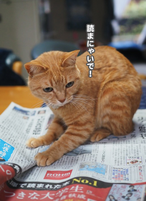 31日夕ブログ４