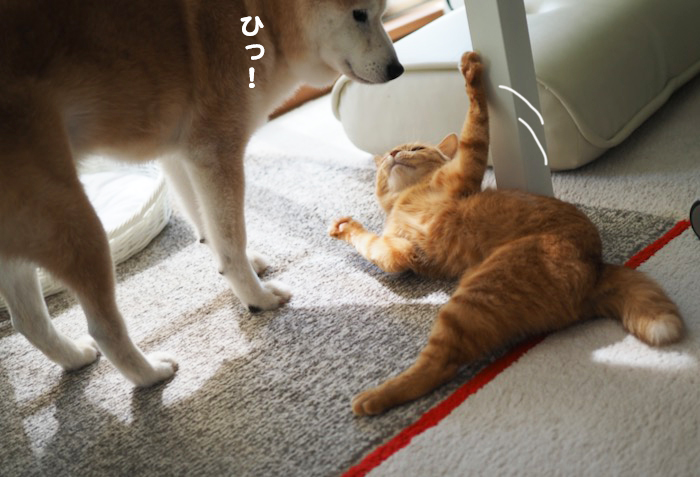 6日夕ブログ７