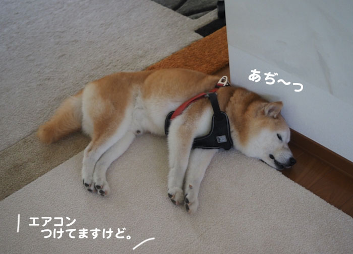10日夕ブログ８