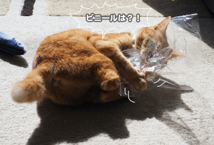 22日夕ブログ３