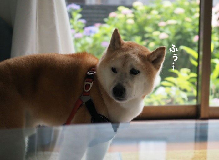 11日夕ブログ２