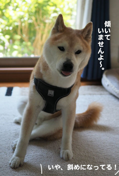 18日夕ブログ４