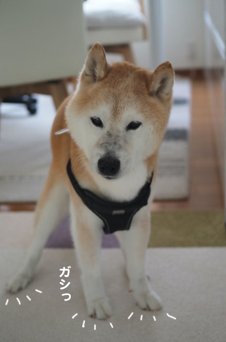 16日夕ブログ２