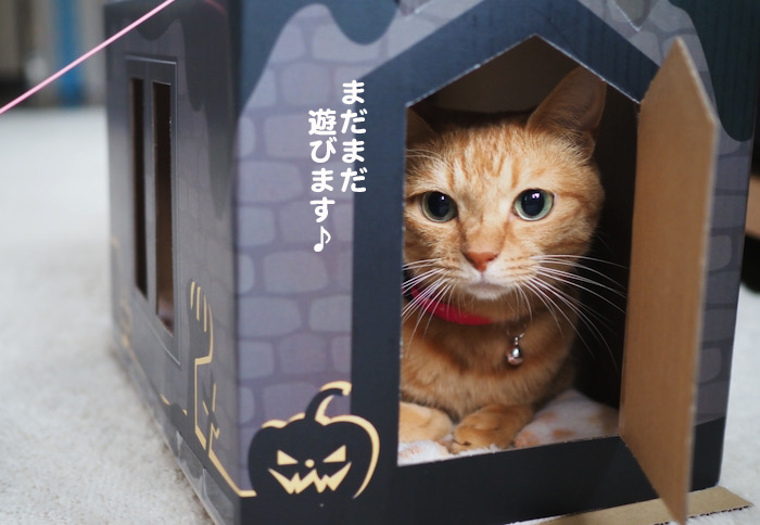 19日夕ブログ８