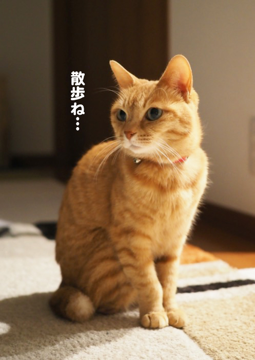 27日夜ブログ７