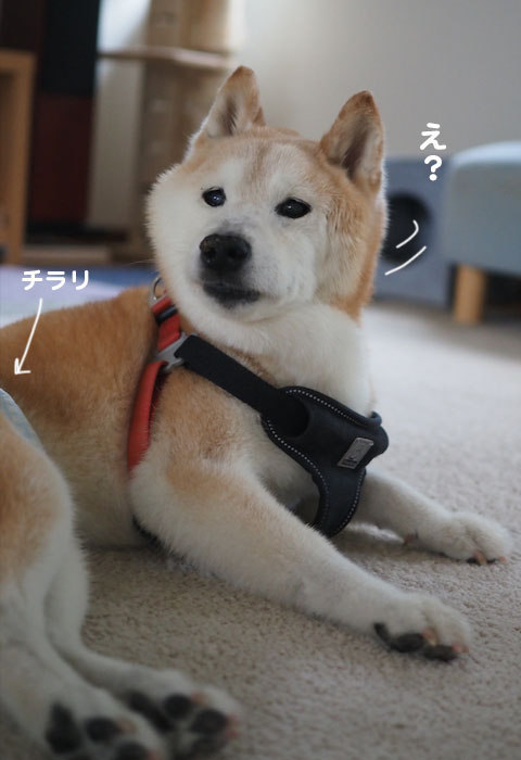 1日夕ブログ6