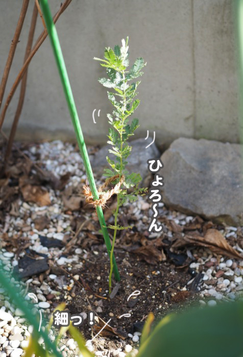 17日夕ブログ8jpg