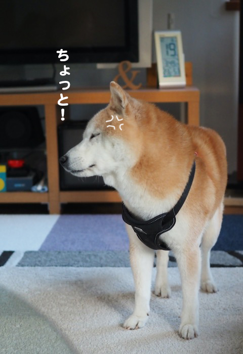 19日の夕ブログ２