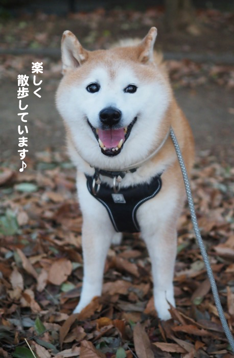 28日夕ブログ１０
