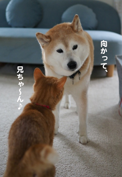 11日夕ブログ６