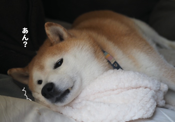 11日夕ブログ４