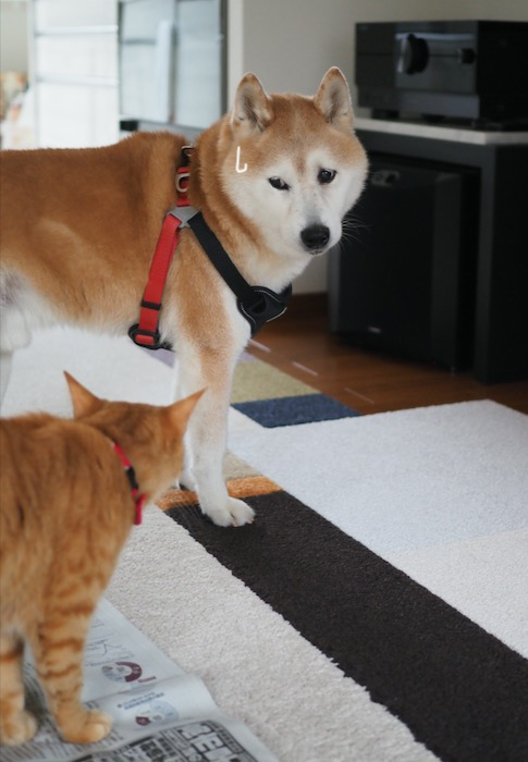 31日夕ブログ６