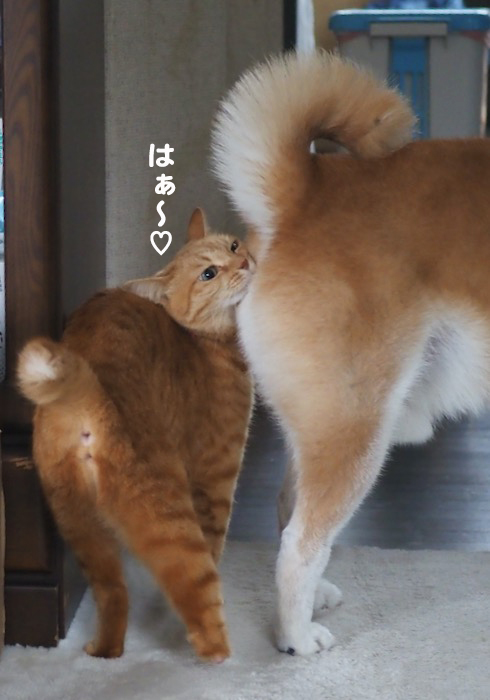 22日夕ブログ６